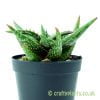 Aloe jucunda by craftyplants