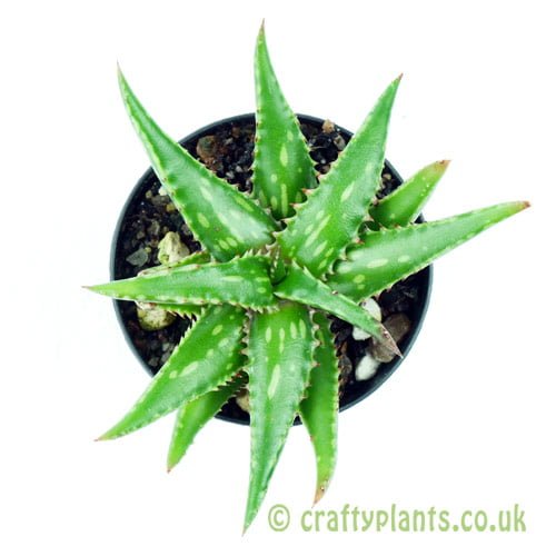 A top down look at Aloe jucunda by craftyplants