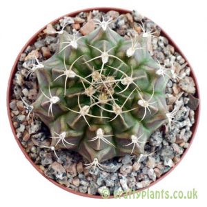 Gymnocalycium friedrichii