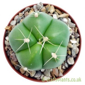 Gymnocalycium horstii