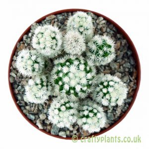 A top down look at Mammilaria 'Arizona Snowcap' by craftyplants
