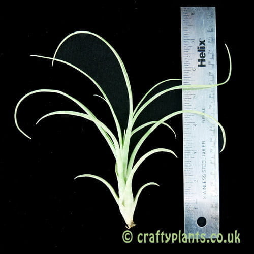 Tillandsia caput-medusae x flabellata shown with a ruler by Craftyplants