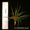 Tillandsia dura with a ruler by craftyplants