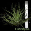 Tillandsia vicentina with a ruler by craftyplants