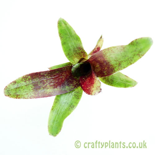 A top down view of Neoregelia 'Red Waif' by craftyplants