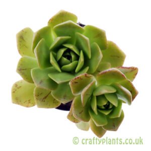 A top down view of Aeonium 'Bronze Medal' by craftyplants