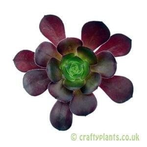 A top down view of Aeonium 'Cyclops' by Craftyplants