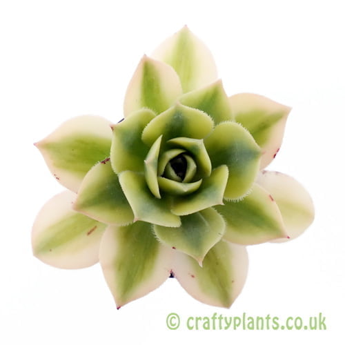 A top down view of Aeonium 'Floresens' by Craftyplants