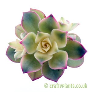 A top down view of Aeonium 'Kiwi' by Craftyplants