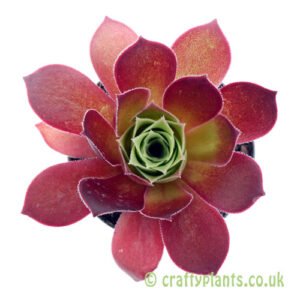 A top down view of Aeonium 'Phoenix Flame' by Craftyplants