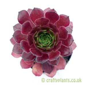 A top down view of Aeonium 'Pygmaea' by Craftyplants