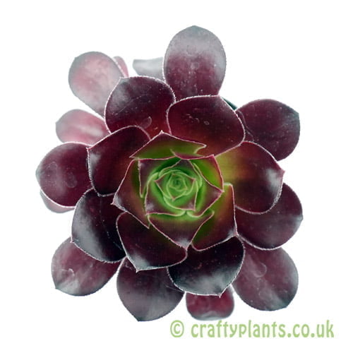 A top down view of Aeonium 'Voodoo' by craftyplants