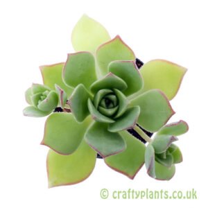 A top down view of Aeonium haworthii by Craftyplants