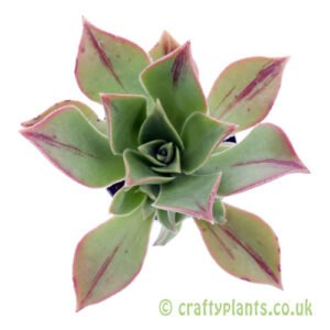 A top down view of Aeonium leucoblepharum by Craftyplants