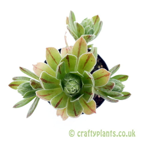 A top down view of Aeonium simsii by Craftyplants