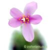 Close up of the flower of Anacampseros telephiastrum variegata ‘Sunrise’ by craftyplants