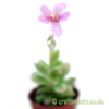 Anacampseros telephiastrum variegata ‘Sunrise’in flower from craftyplants
