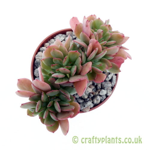 A top down view of Echeveria 'Briar-Rose' cristata by craftyplants