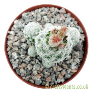 A top down view of Escobaria sneedii ssp. leei by crafytplants