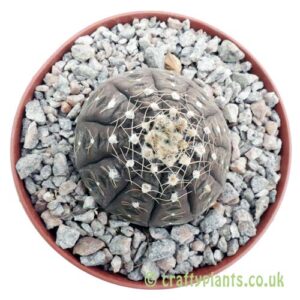 A top down view of Gymnocalycium ragonesei by craftyplants