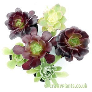 A mixed Aeonium 6 pack from craftyplants