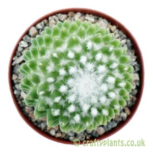 A top down view of Mammillaria toluca from Craftyplants