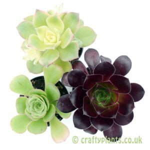A mixed Aeonium 3 pack from craftyplants