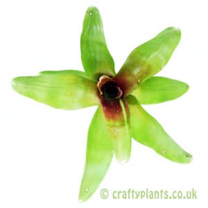 A top down view of Neoregelia 'Spring Song' from craftyplants