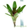 Neoregelia 'Spring Song' with a ruler by craftyplants