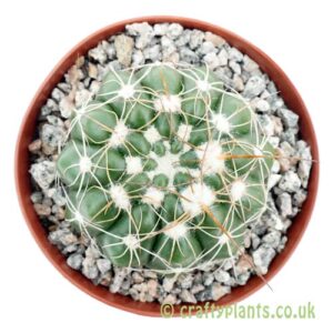 A top down view of Notocactus uebelmannianus by craftyplants