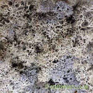 Stonewashed Lilac coloured Reindeer Moss from craftyplants