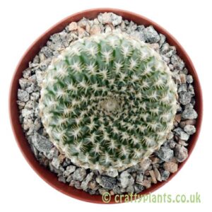 A top down view of Sulcorebutia arenacea by craftyplants