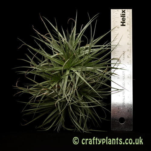 A small multi headed clump of Tillandsia 'Cotton Candy from Craftyplants