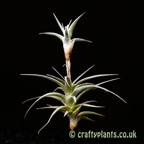 Tillandsia latifolia var. vivipara | Craftyplants UK