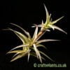 Another look at Tillandsia latifolia var. vivipara by craftyplants
