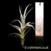 Tillandsia mitlaensis var. tulensis shown with a ruler from craftyplants