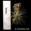 Tillandsia plumosa with ruler by craftyplants
