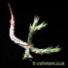 Tillandsia tricholepis closed form by craftyplants.co.uk