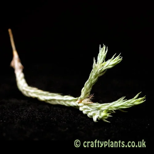 Tillandsia tricholepis closed form from craftyplants