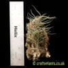 Tillandsia virescens with ruler by craftyplants