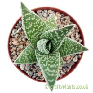 A top down view of x gasteraloe 'Terrukinae' by craftyplants