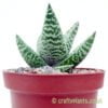 A side on view of x Gasteraloe 'Terrukinae' by craftyplants