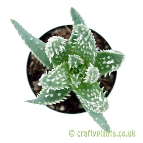 A top down view of Aloe humilis from craftyplants