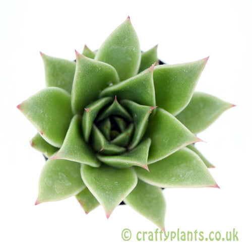A top down view of Echeveria agavoides 'Miranda' from craftyplants