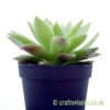 A side on view of Echeveria agavoides from craftyplants