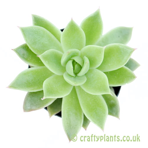 A top down look at Echeveria agavoides from craftyplants