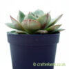 A side on look at Echeveria moranii from craftyplants