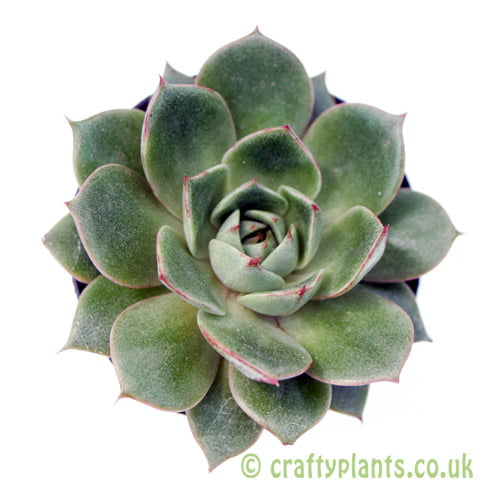 A top down view of Echeveria moranii from craftyplants