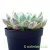A side on look at Echeveria setosa x rundelli from craftyplants