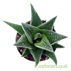 A top down view of Haworthia limifolia from craftyplants